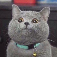 Котє