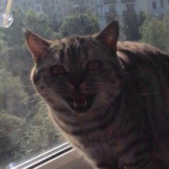 Ластик