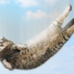 Падающий кот