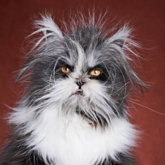 Седой кот