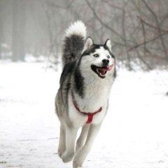 Собака бежит
