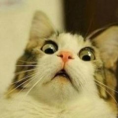 Surprizing cat