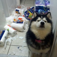 Thug Life Dog