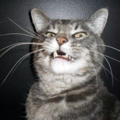 Гордый котик