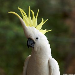 Какаду