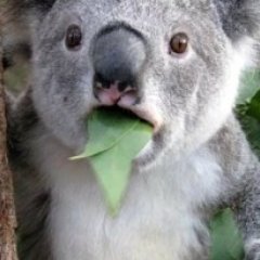 Коала удивлённый