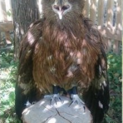 Коршун в шоке