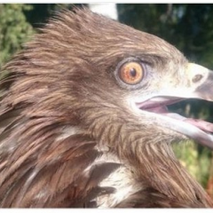 Коршун