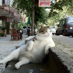 Кот на клумбах