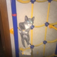 Кот на шведской стенке