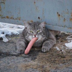 Кот