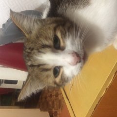 Кот
