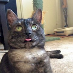 Кот