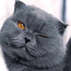 Кот