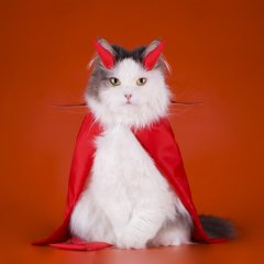 Котэ BSD