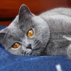 Котэ