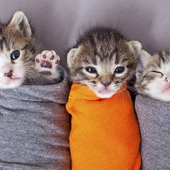 Котики