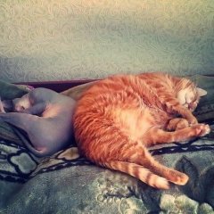 Коты базовая и полная комплектация