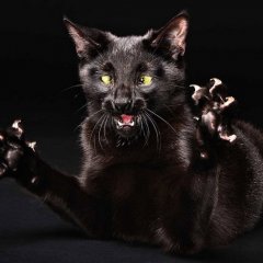 Котя