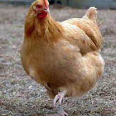 Курица