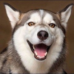 Лол