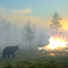 Медведь машина сгорел