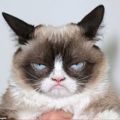Недовольный кот