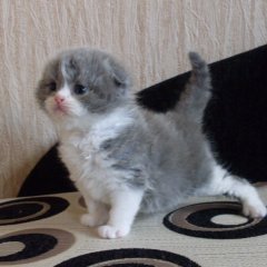 Отдай мое  котенок мем