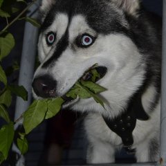 Пес наркоман
