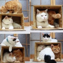 Ранок