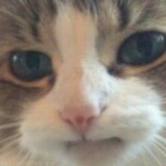 Расстроеный котик