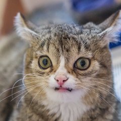 Удивлённый кот
