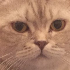 Удручённый кошак
