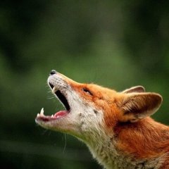 Включите отоплениееееее