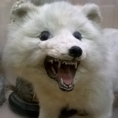 Злой