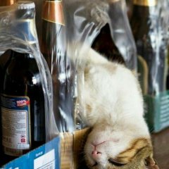 Beer cat