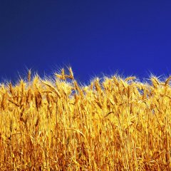 Бери ношу при себе чтоб не падать при ходьбе