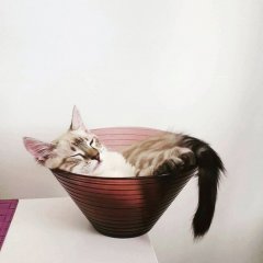 Cat in the vase