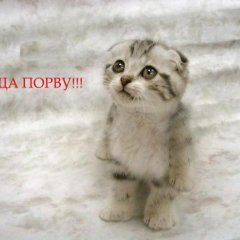 Ща порву