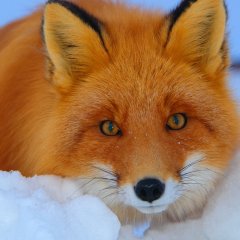Фоксик