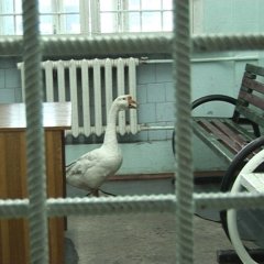 Гусь