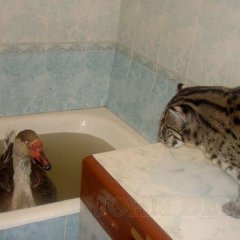 Гусь