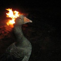 Гусь