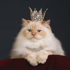 Киса