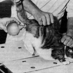 Клизма коту