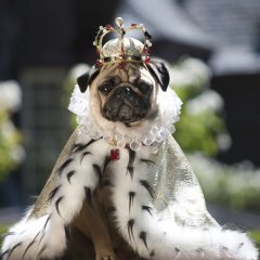 Королева