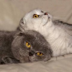 Кошки