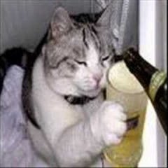 КОТ АЛКОРИОТ
