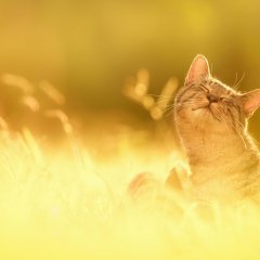 Кот патриот