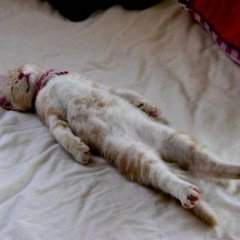 Кот
